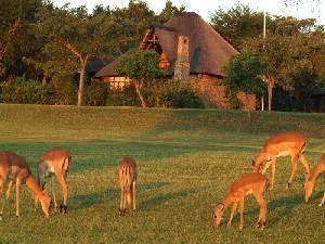 Impalas graze the golf course