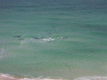Dolphins at the Sunbird