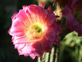 Cactus flower